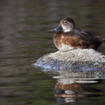 3d开奖结果最新开奖号码查询结果公布 5lbkmec7