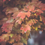 2017年法国网球公开赛在线直播观看平台指南 apvu8ya5