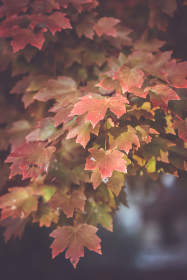 2017年法国网球公开赛在线直播观看平台指南