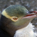 2017年世乒赛全程高清视频直播精彩对决 qg30k