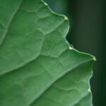 2017年亚冠联赛小组赛全程高清直播精彩看点 uu7kl3wwz