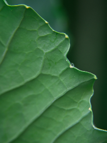 2017年亚冠联赛小组赛全程高清直播精彩看点