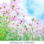 3D开奖结果时间查询及最新公布详情 v8pszhdg3