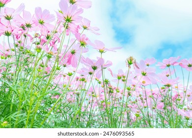 2017年法国网球公开赛高清直播全程精彩对决