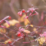 2017年国际马拉松赛事全程直播精彩回顾 w25mph4