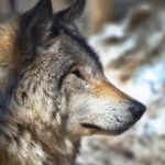 2017亚冠联赛全程高清直播在线观看 zop1b